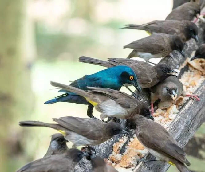 هتل Sarova Lion Hill Game Lodge