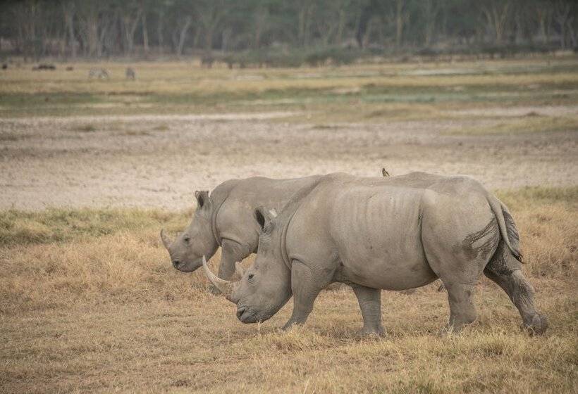 בית מלון כפרי Sarova Lion Hill Game Lodge