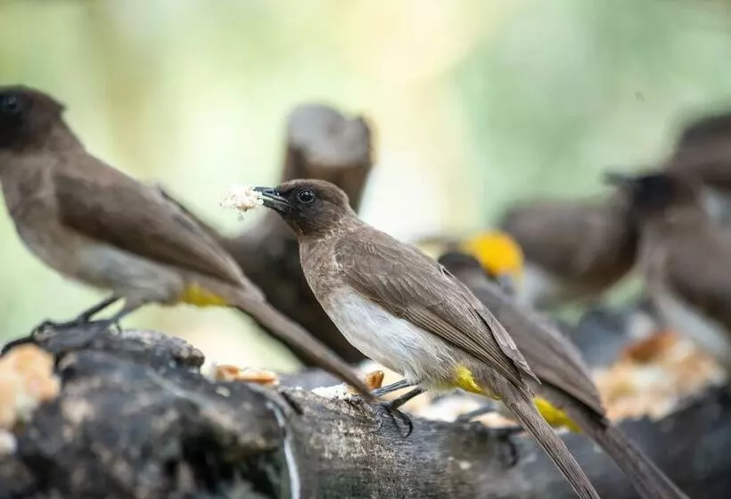 هتل Sarova Lion Hill Game Lodge