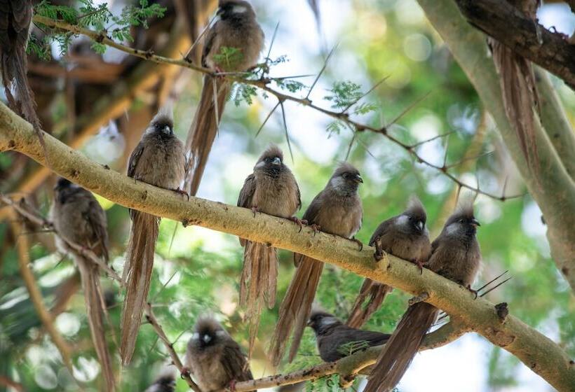 בית מלון כפרי Sarova Lion Hill Game Lodge