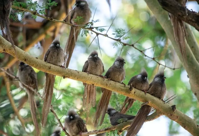 هتل Sarova Lion Hill Game Lodge