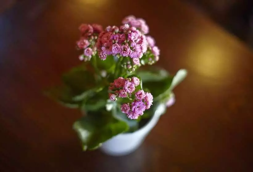 تختخواب و صبحانه Antica Dimora Johlea