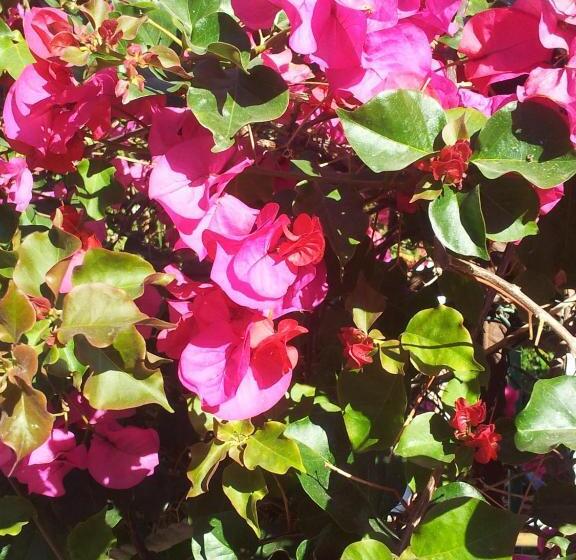 客栈  El Tio Mateo