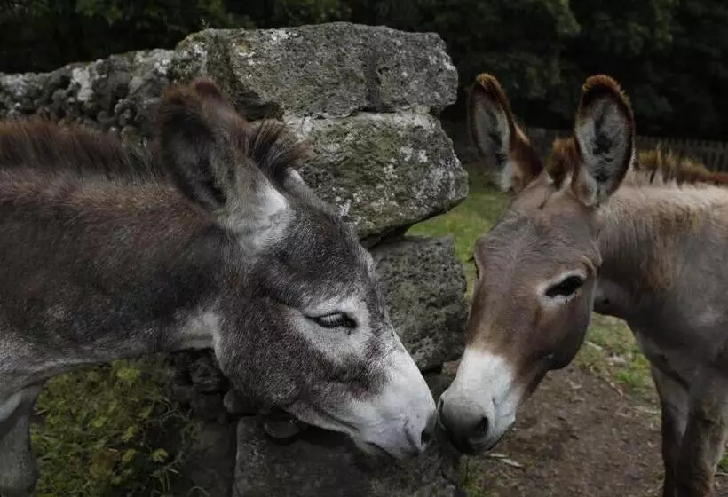 乡村酒店  Quinta Do Martelo