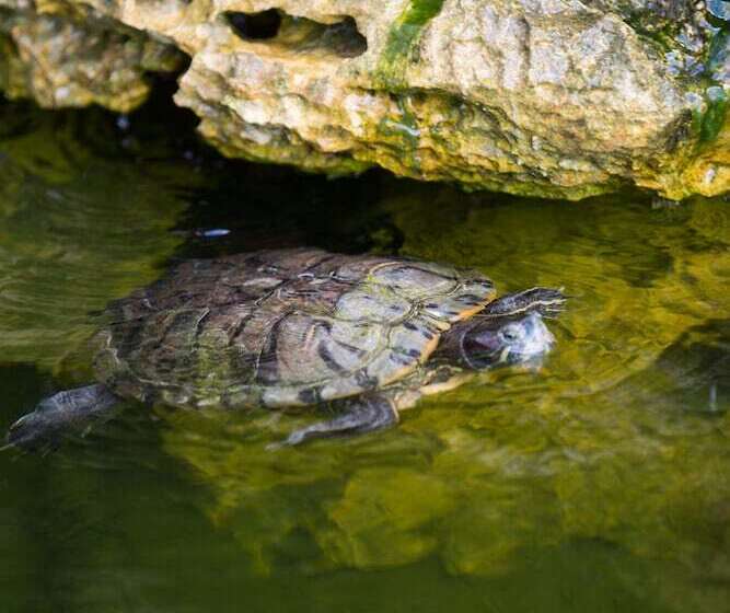 Kokomo Botanical Resort Caribbean Family Cottages