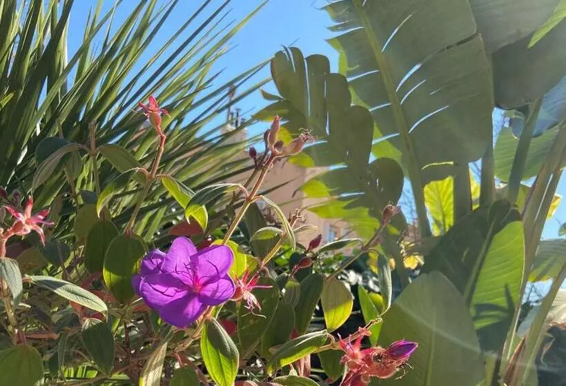 Majatalo Un Palmier à Sa Fenêtre