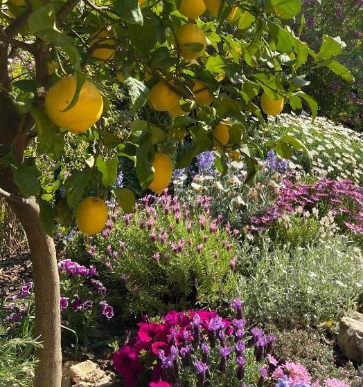 پانسیون Un Palmier à Sa Fenêtre