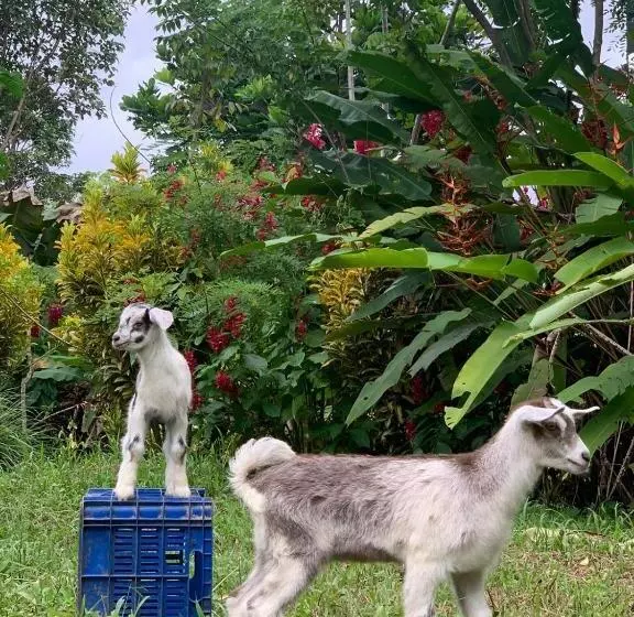 ユースホステル La Muñequita Lodge 2   Culture & Nature Experience