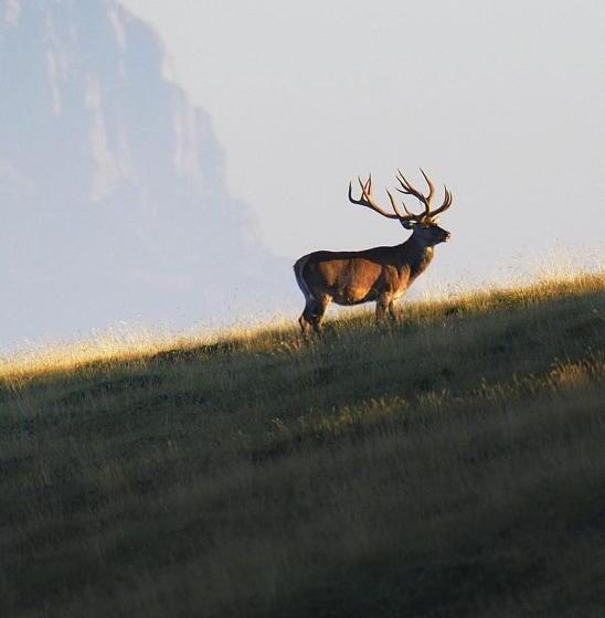 פנסיון Affittacamere 7nani