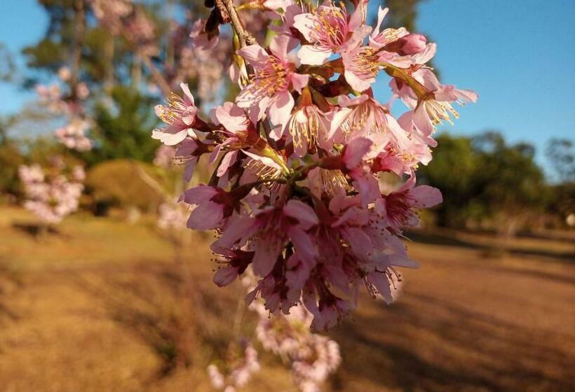 Hotel Pousada Sakura