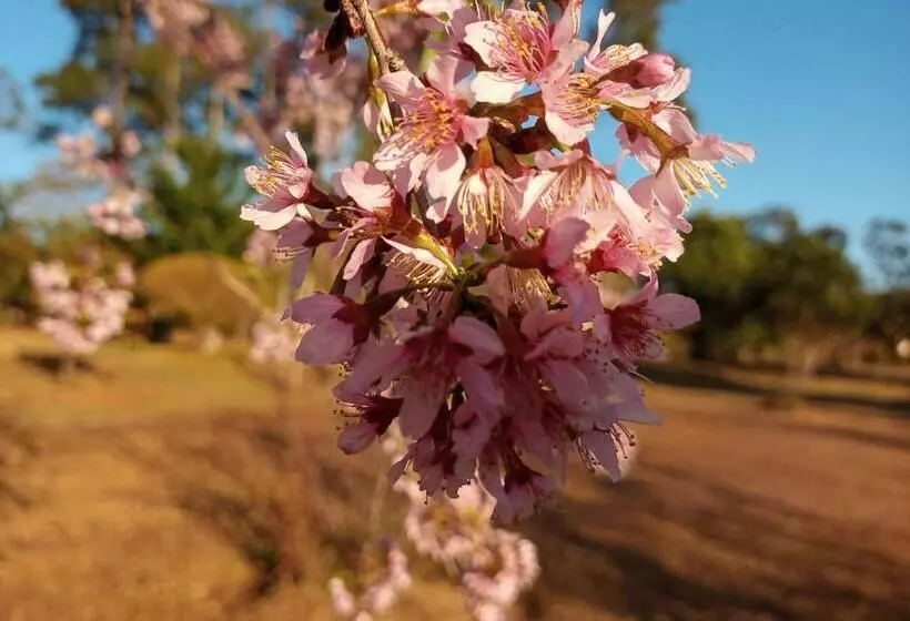 Hotelli Pousada Sakura