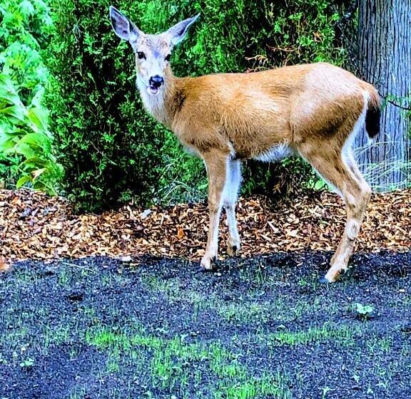 Szálló Garden Bay Hideaway   Glamping