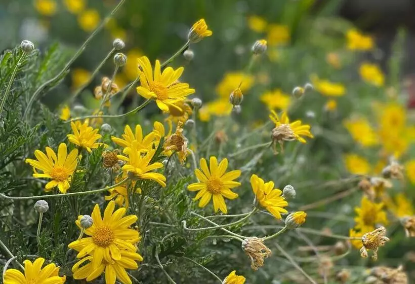 Aamiaismajoitus (B&B) Abeille