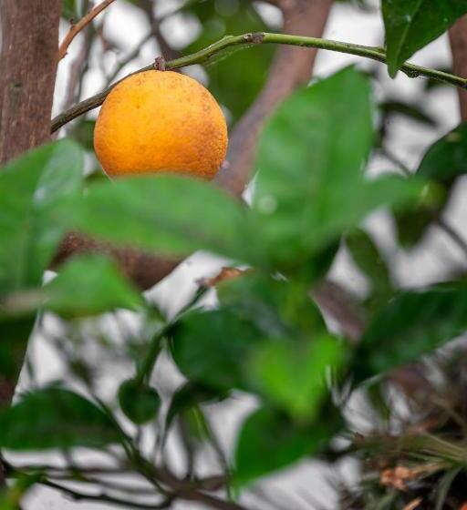 تختخواب و صبحانه Ilheu 25 Peniche House