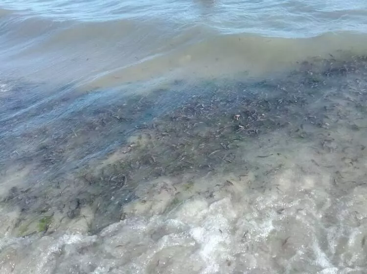 Chamiachi Luxury Apartments