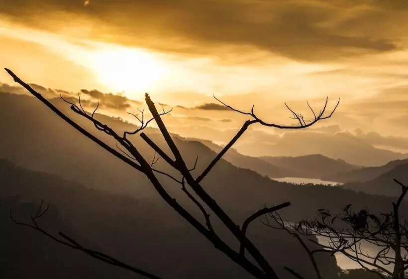 Hotel Oak Ray Tea Bush