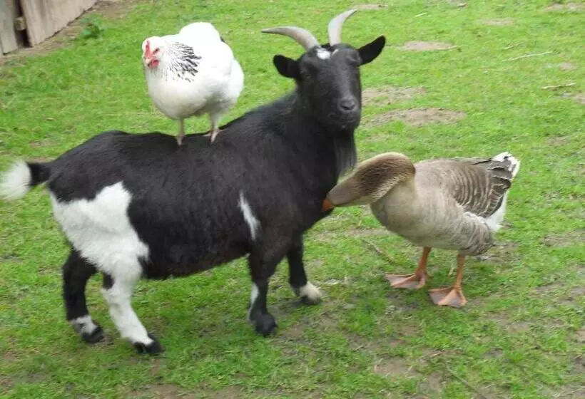 ベッドアンドブレックファースト Les Roulottes Des Songes De L Authie