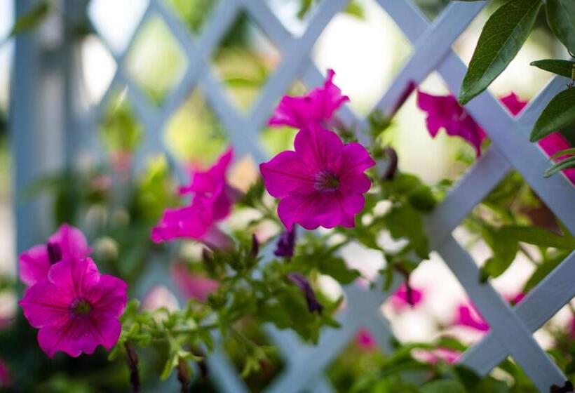 בית מלון כפרי Astor