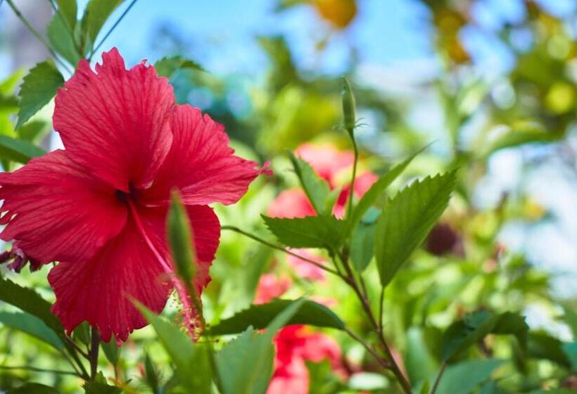 Las Terrazas Condo Punta Cana Beach Los Corales Village