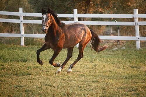 호텔 Kemal Bey Range