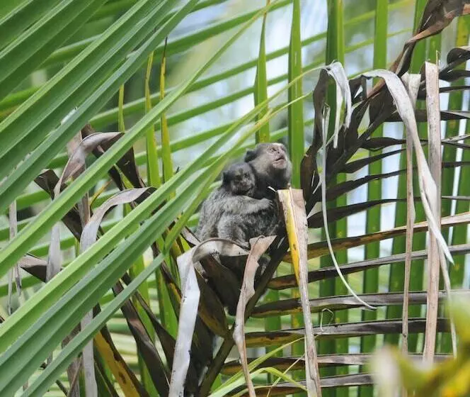 هتل Pousada Caeira