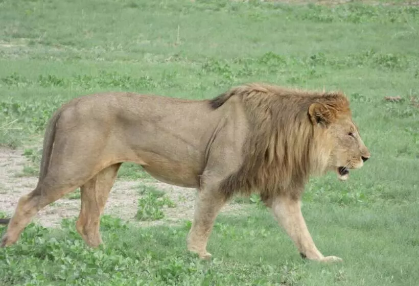 پانسیون Villa Africa Guesthouse