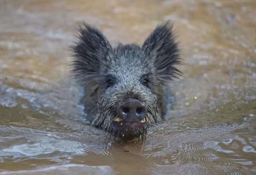Antjes Schmankerlhotel Und Restaurant