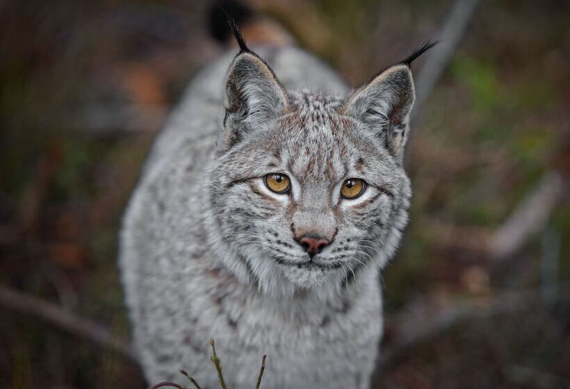 Antjes Schmankerlhotel Und Restaurant