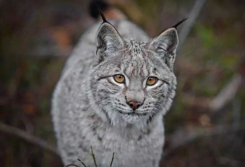 Antjes Schmankerlhotel Und Restaurant