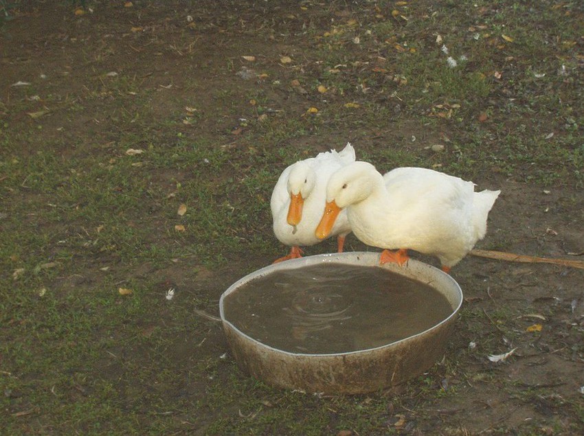 Agriturismo Frattavecchia