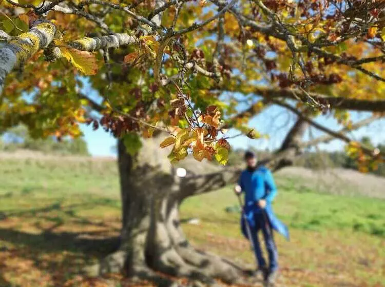 ペンション Zum Bräu