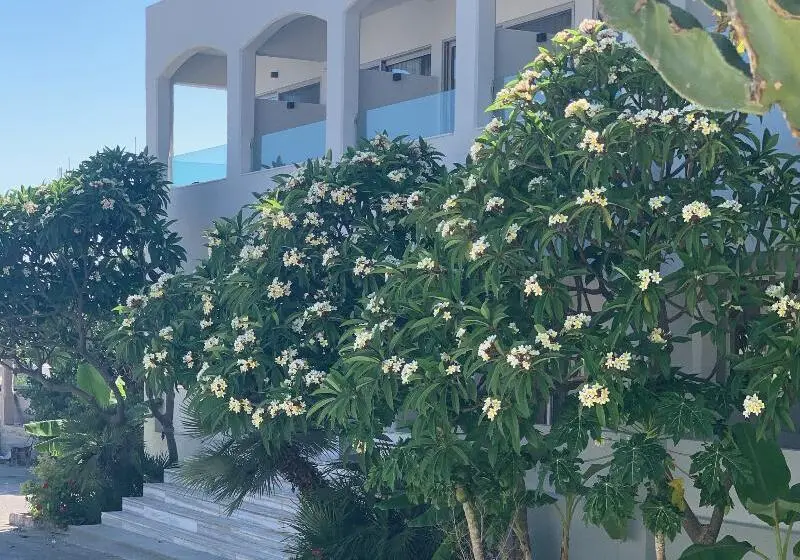 Pals Studios Pefkos