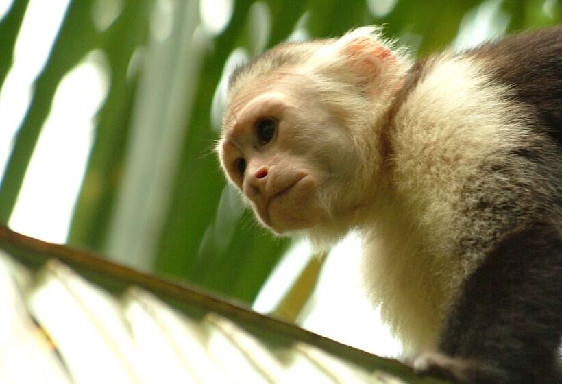 酒店 Clandestino Beach