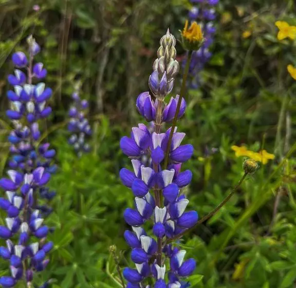 Отель Fundo Achamaqui