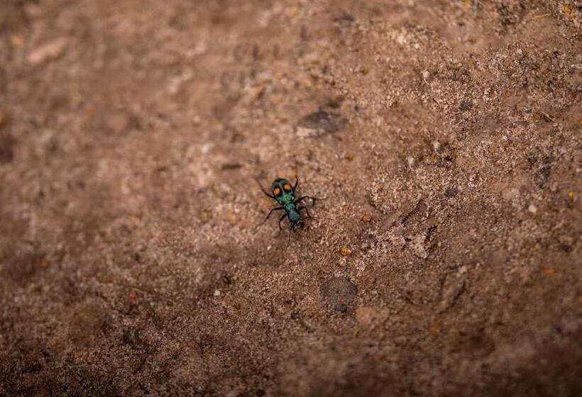 Отель Fundo Achamaqui