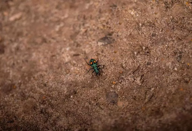 Отель Fundo Achamaqui