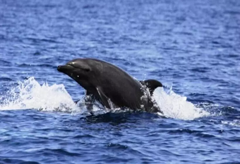 هتل Shimoni Reef Lodge