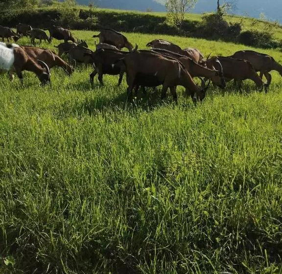 ホテル Agriturismo Nonnu Lui`