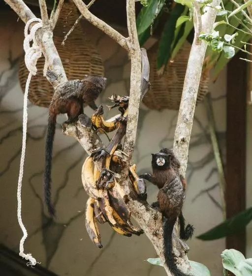 ホテル Villa Lu Amazon Ecolodge