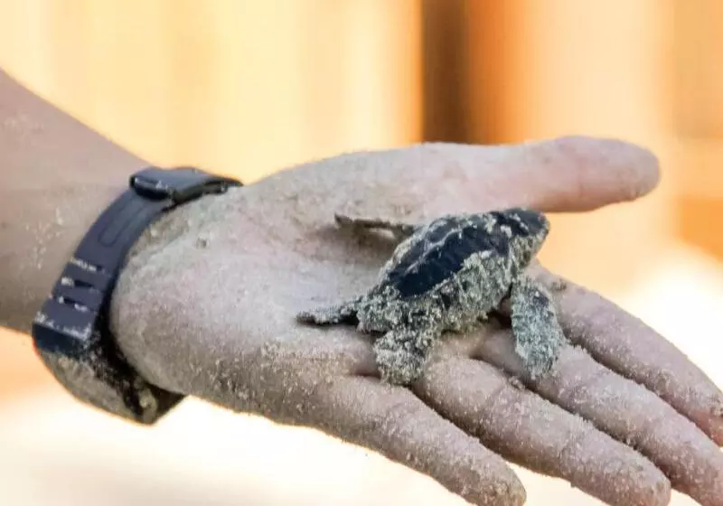 استراحتگاه Hilton Grand Vacations Club Zihuatanejo