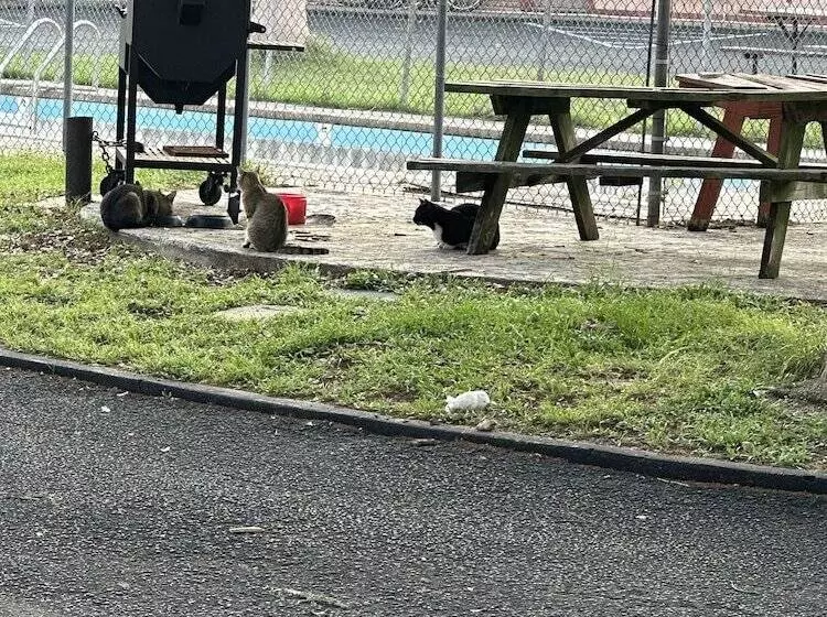 Hotelli Wildflower Inn & Rv Park