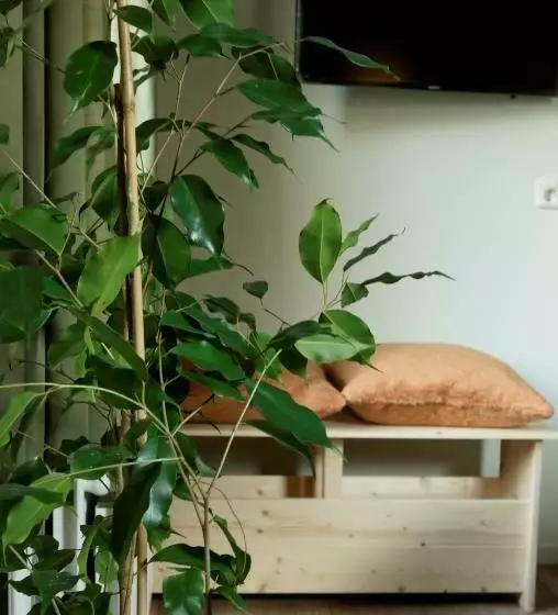 Bed And Breakfast Het Groentje