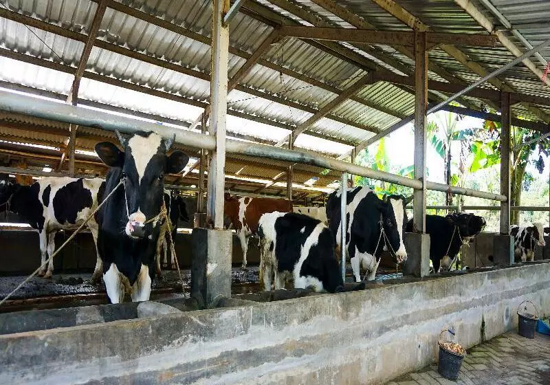 Hotelli Oyo Homes 91132 Desa Wisata Kalipucang