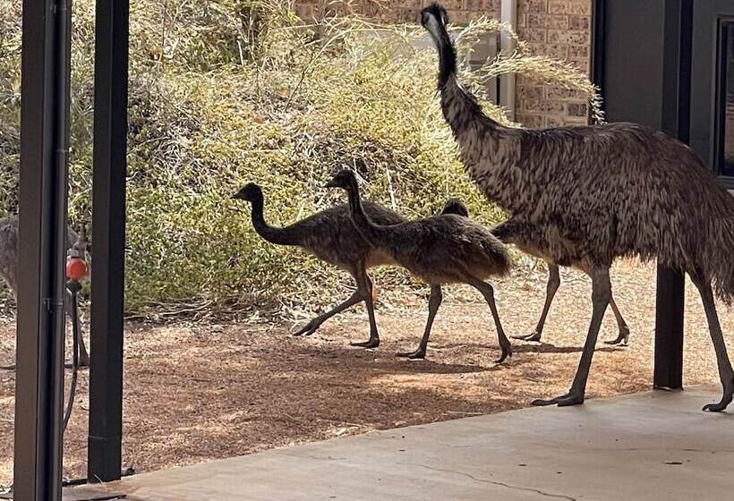 酒店 Albert Park Motor Inn King Beds Pool Shaded Parking