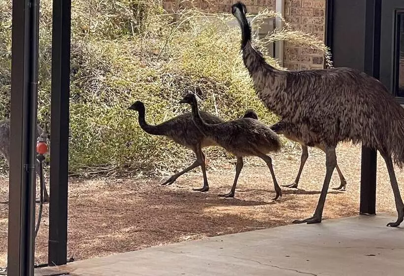 ホテル Albert Park Motor Inn King Beds Pool Shaded Parking