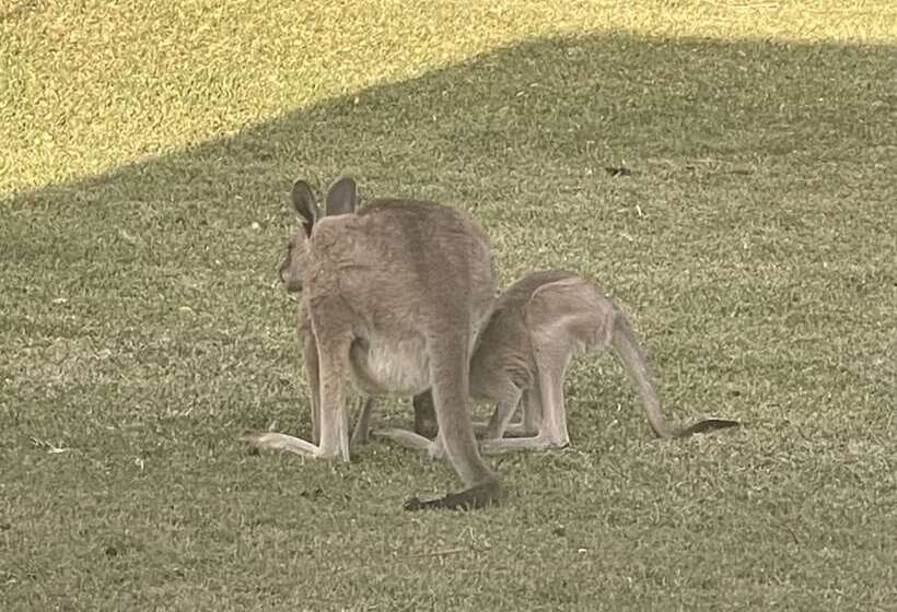 酒店 Albert Park Motor Inn King Beds Pool Shaded Parking