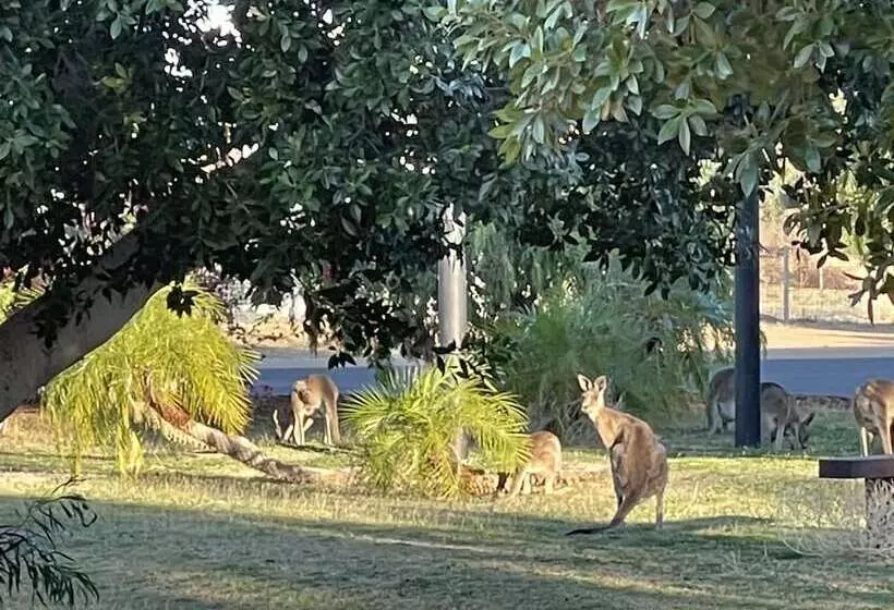 ホテル Albert Park Motor Inn King Beds Pool Shaded Parking