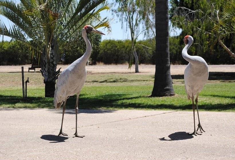 酒店 Albert Park Motor Inn King Beds Pool Shaded Parking