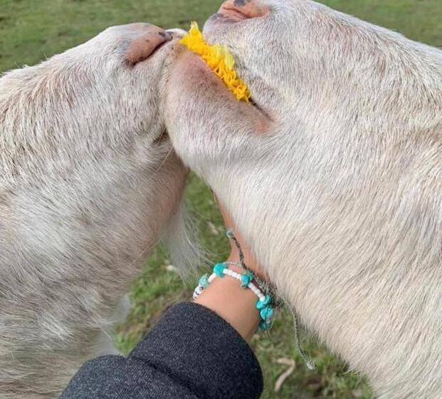 酒店 Farm Stay Maple Cottage At Wilindi Estate