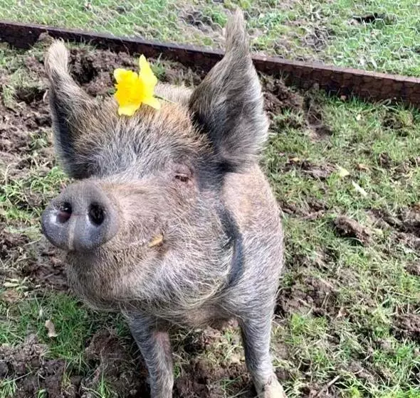 ホテル Farm Stay Maple Cottage At Wilindi Estate